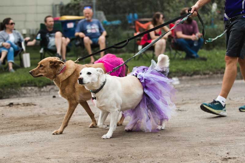 Dogs in tutus