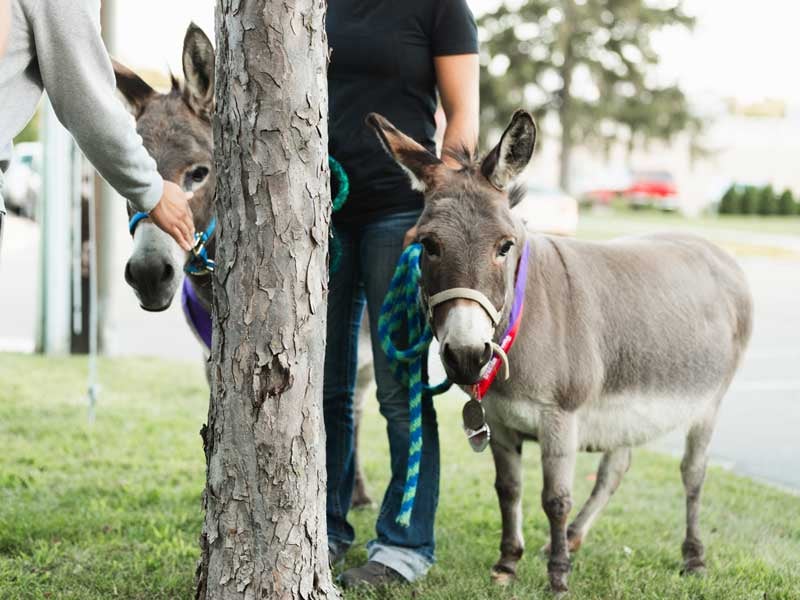 88th Annual Faribault Pet Parade